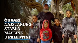 Čuvari najstarijeg stabla masline u Palestini [upl. by Liza]