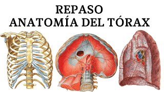 Repaso del Tórax Parte 1 [upl. by Nodnerb]