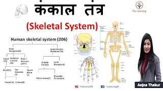 कंकाल तंत्र  Human skeletal System in hindi  how many bones are in the human body  explained [upl. by Kiki]