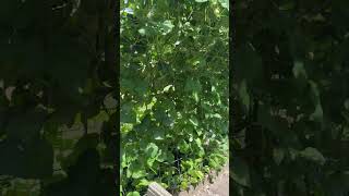 Homestead Tour  Huge Garden Beds DIY Terrace Growing System  Greenhouse  Honeybees [upl. by Lennaj]