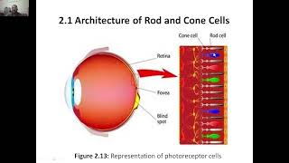 Biology for Engineers Module 2 Architecture of Rod amp Cone Cells vtu biologyforengineers [upl. by Carmelina36]