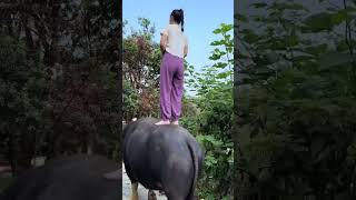 Girl standing ride on Buffalo Buffaloriding Buffalo ostrichriding sheep goatriding [upl. by Nomzaj441]