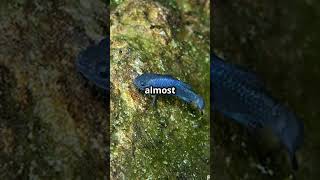 Meet the RAREST Fish on EARTH the Devil’s Hole Pupfish [upl. by Adar]