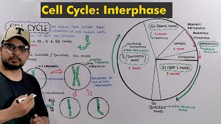 Interphase of Cell Cycle  Cell Division How Cell prepare itself to Divide [upl. by Rese]