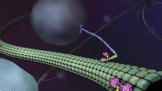 What is Kinesin Ron Vale Explains [upl. by Wesa514]