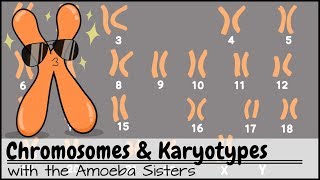 Mitosis  Cell Division  The M Phase of the Cell Cycle  Biology for MCAT DAT SAT ACT AP Bio [upl. by Esmond]