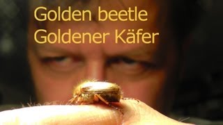 The golden beetle  Der goldene Käfer [upl. by Matlick]