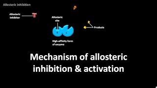 Mechanism of allosteric inhibition and activation [upl. by Pamelina]