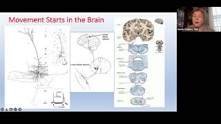 Targeting the Brain for ALS Therapies w Dr Ozdinler [upl. by Tunnell]