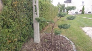 Jak zrobić drzewko Bonsai Formowanie Jałowca w bonsai Pruning Japanese 1 Cięcie artystyczne [upl. by Lleder]