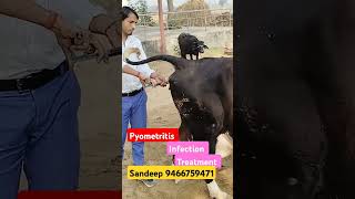 Metritis treatment trending cow viralvideo animals shorts shortvideo 👋🐪💉🦬🏥👍 [upl. by Ximena]