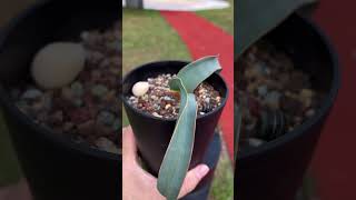 Welwitschia mirabilis 16 months old [upl. by Selena]