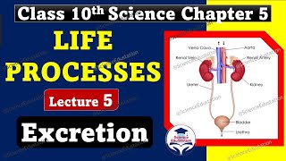 Life Processes Class 10 Science Biology  Excretion  Excretory System  Excretion in Plants [upl. by Gerianna]