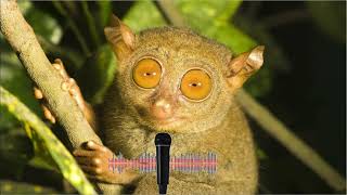 Philippine Tarsier Ultrasonic Sound [upl. by Ariella]