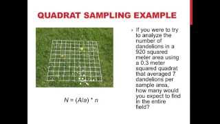 Quadrat sampling and population dispersion [upl. by Marlo635]