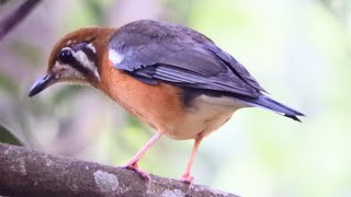 Call of Orangeheaded Thrush😄 pls subscribe🙏 [upl. by Tracey646]