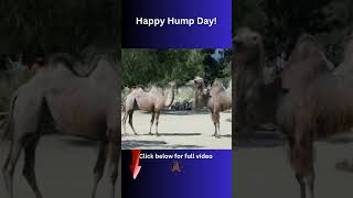 Happy Hump Day Wednesday The Best Funny Gieco Camel Commercials [upl. by Premer353]