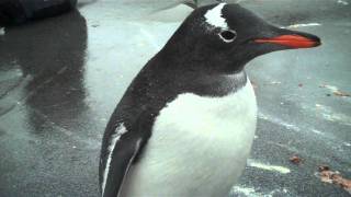 Curious Gentoo Penguins on Pleneau Island Antarctica [upl. by Lsil]