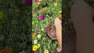 Cut planting portulaca flower in pot 💐garden horticulture shortvideo [upl. by Bonnice]