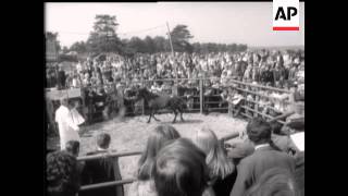 NEW FOREST PONY SALE [upl. by Ynahpets]