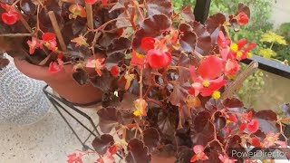 5 simple steps to save your Begonias in Summers for next season [upl. by Lipsey]