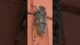 Cicada Sound Cicada insect close up shot [upl. by Weiss544]