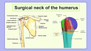 surgical neck of the humerus [upl. by Ummersen776]