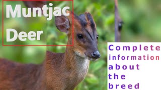 Muntjac Deer Pros and Cons Price How to choose Facts Care History [upl. by Ekyt]