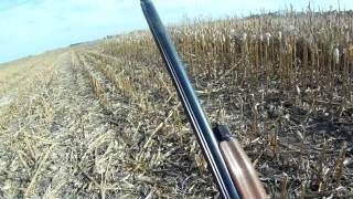 South Dakota Pheasant Hunting\Garden Hills [upl. by Anavrin]