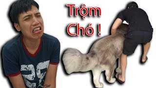 NTN  Bị Trộm Mất Chó Alaska Dog Was Stolen By Thief [upl. by Alard]