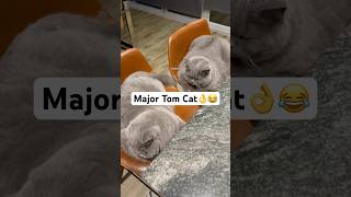 Major Tom Cats cats [upl. by Cho]