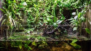 Paludarium update and bombina orientalis [upl. by Benildis]