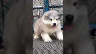 cutest Alaskan malamute puppies in the world babyanimals [upl. by Kreager]