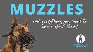 Muzzles How to properly fit a muzzle and train your dog to love wearing it [upl. by Tarrah596]