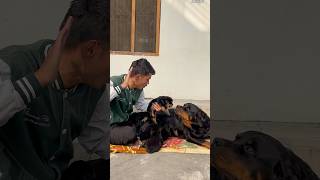 Mother Rottweiler Protecting puppies 🚨suddenly reaction⚠️rottweiler shorts motherlove security [upl. by Sorazal]