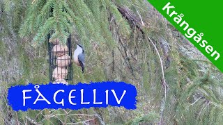 Fågelliv på Krångåsen [upl. by Yenittirb]