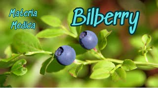 Materia Medica Bilberry Blueberrys Amazing Cousin [upl. by Akciret]