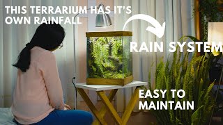 i made a forest style terrarium rain garden in a glass tank  rainfall paludarium [upl. by Grantland]