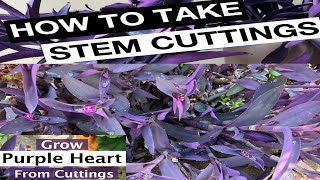 Purple Heart Plant Stem CuttingHow To Grow Care Purple Heart Plantpurple heartgardening plants [upl. by Rammaj]