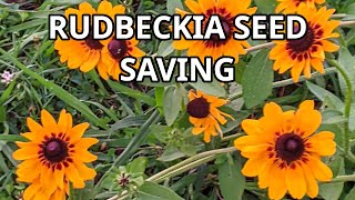 How To Save Rudbeckia Seeds Easily For Your Next Years Garden  Blackeyed Susan [upl. by Eikcor]