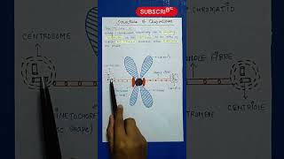 Chromosome  Difference Between Centrosome Centrioles [upl. by Niattirb]