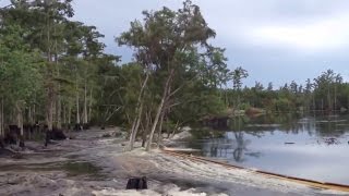 ► Des arbres qui se font engloutir par une doline [upl. by Par462]