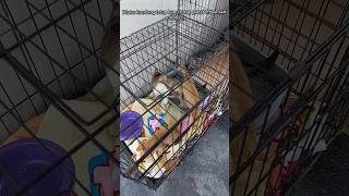 KieKie  KieKo dan Kieka fypyoutube cat shortvideo catlover kucing kitten [upl. by Kila982]