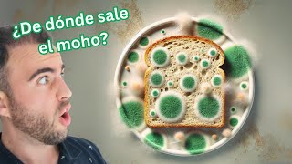 ¿Por qué Aparece MOHO en el PAN 🌱 Descubre cómo sobrevive y se propaga el moho en tu comida [upl. by Burns]