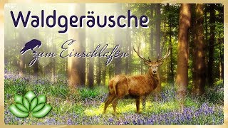 Geräusche zum Einschlafen  Waldgeräusche zur Entspannung [upl. by Jeffery]