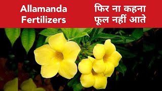 फिर ना कहना की फूल नहीं आते Allamanda plant care amp fertilizer for more flowers [upl. by Aremus95]