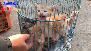 Rescue 6 baby kittens crying crazily asking for mom cats and food [upl. by Tati]