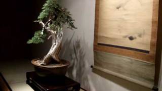 200912 加州 カリフォルニア州 真柏 盆栽 California Juniper Tokonoma Display bonsai [upl. by Ellives]