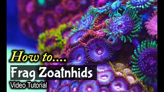 How To Frag Zoanthids [upl. by Shere38]