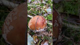 Amanita rubescens Perlpilz Rötende Wulstling kızılbacak mantaravı mushroom doğa mushrooms [upl. by Eikcir173]